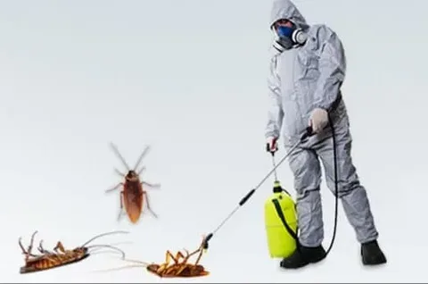 Pest Control Services